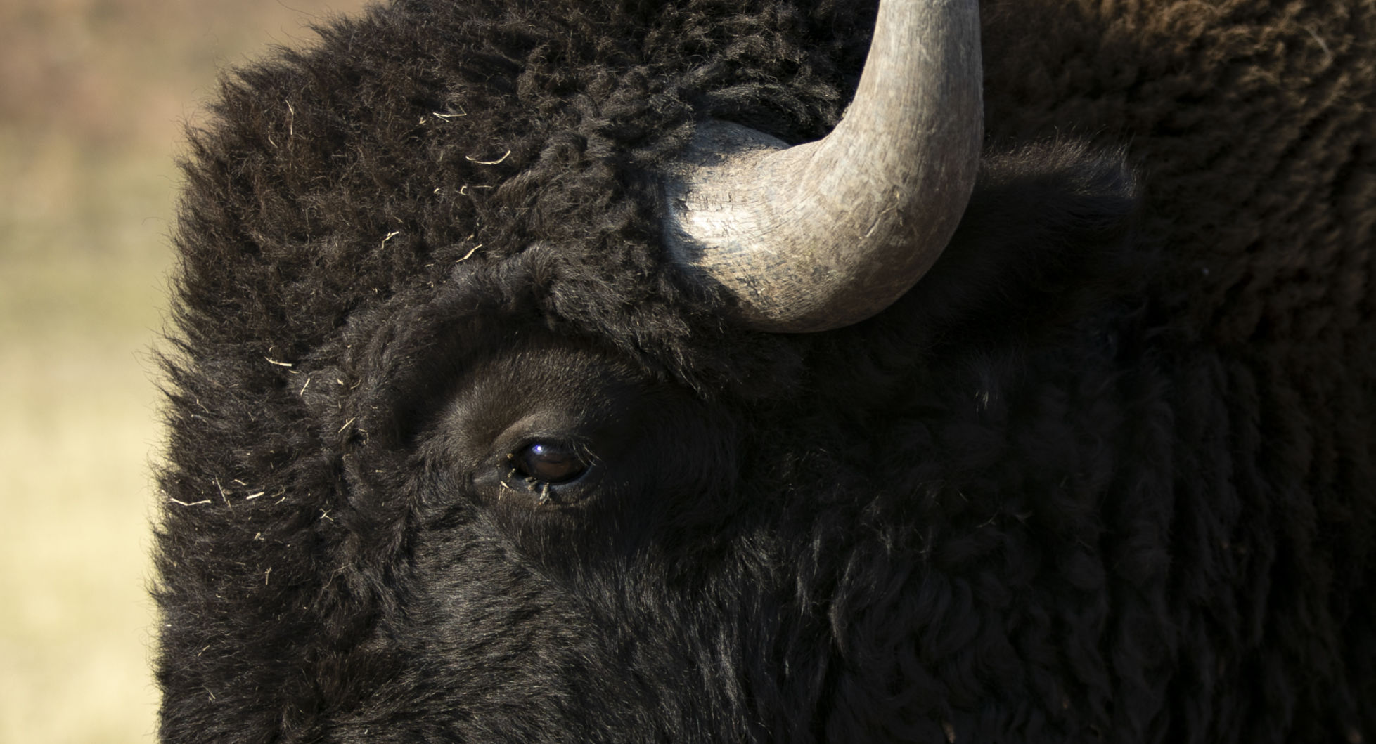 Buffalo Roundup Preview